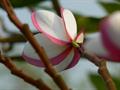 common frangipani